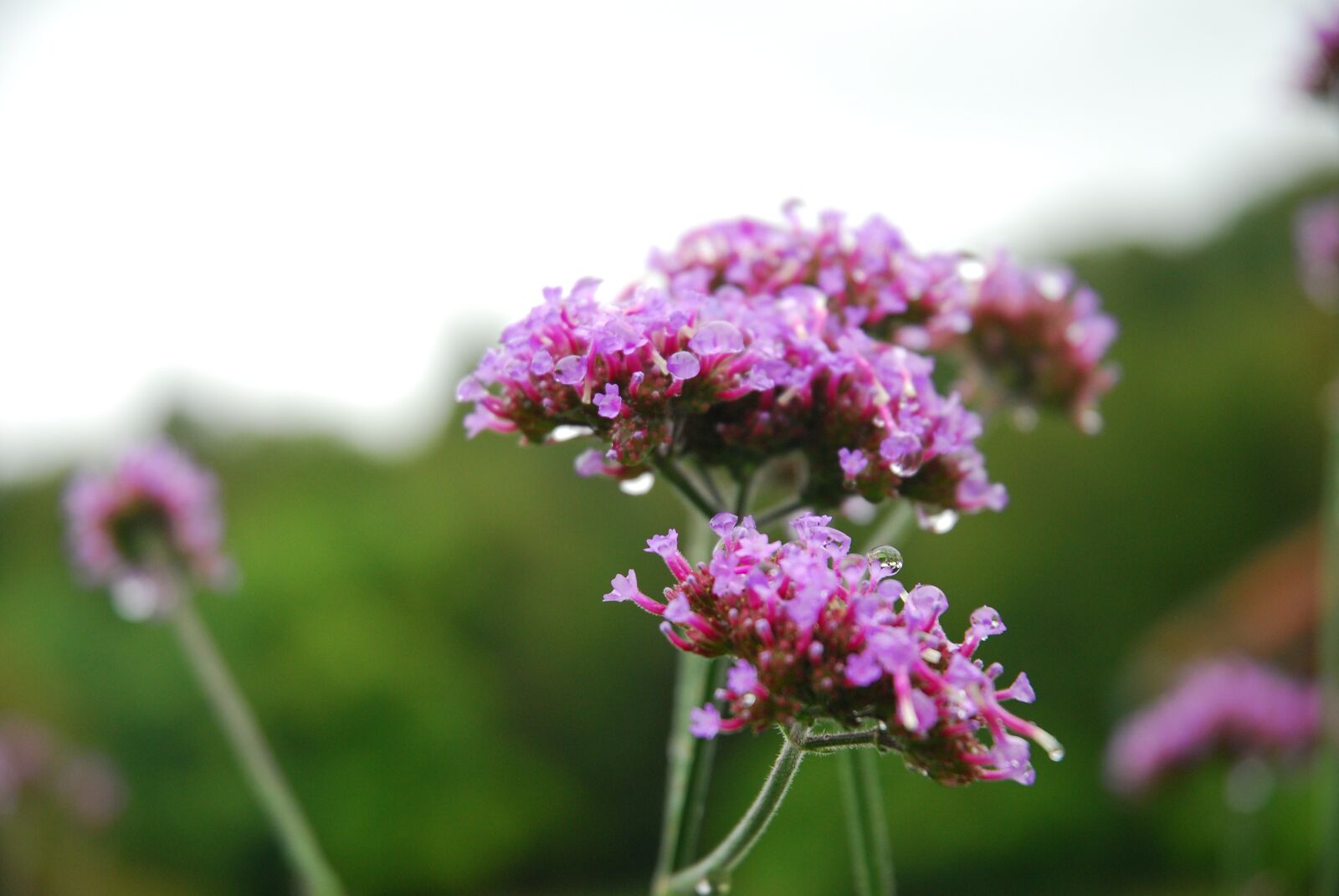 Nikon D80 sample photo. Close-up, purple, garden photography