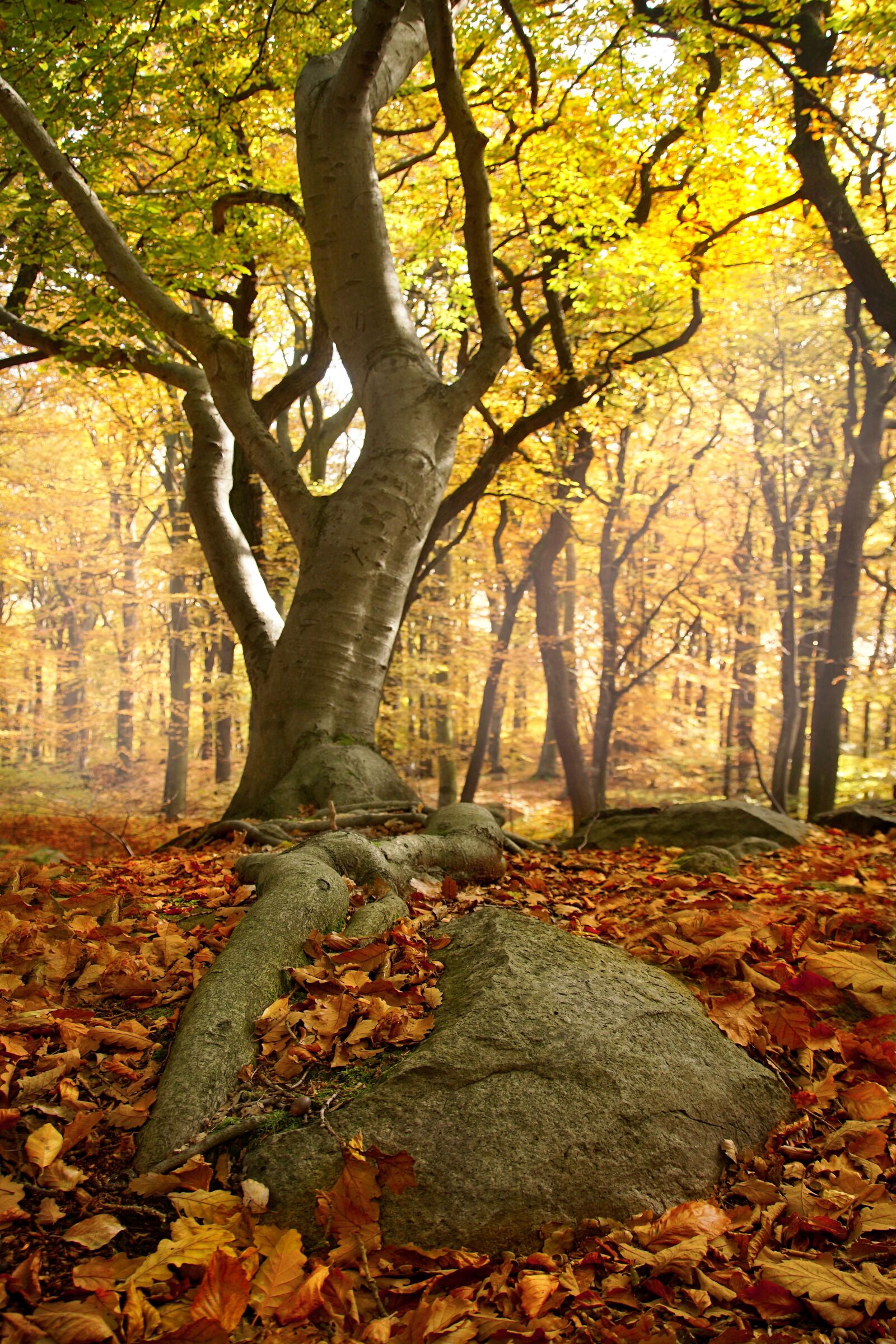 Sony ILCA-77M2 sample photo. Tree, forest, autumn photography