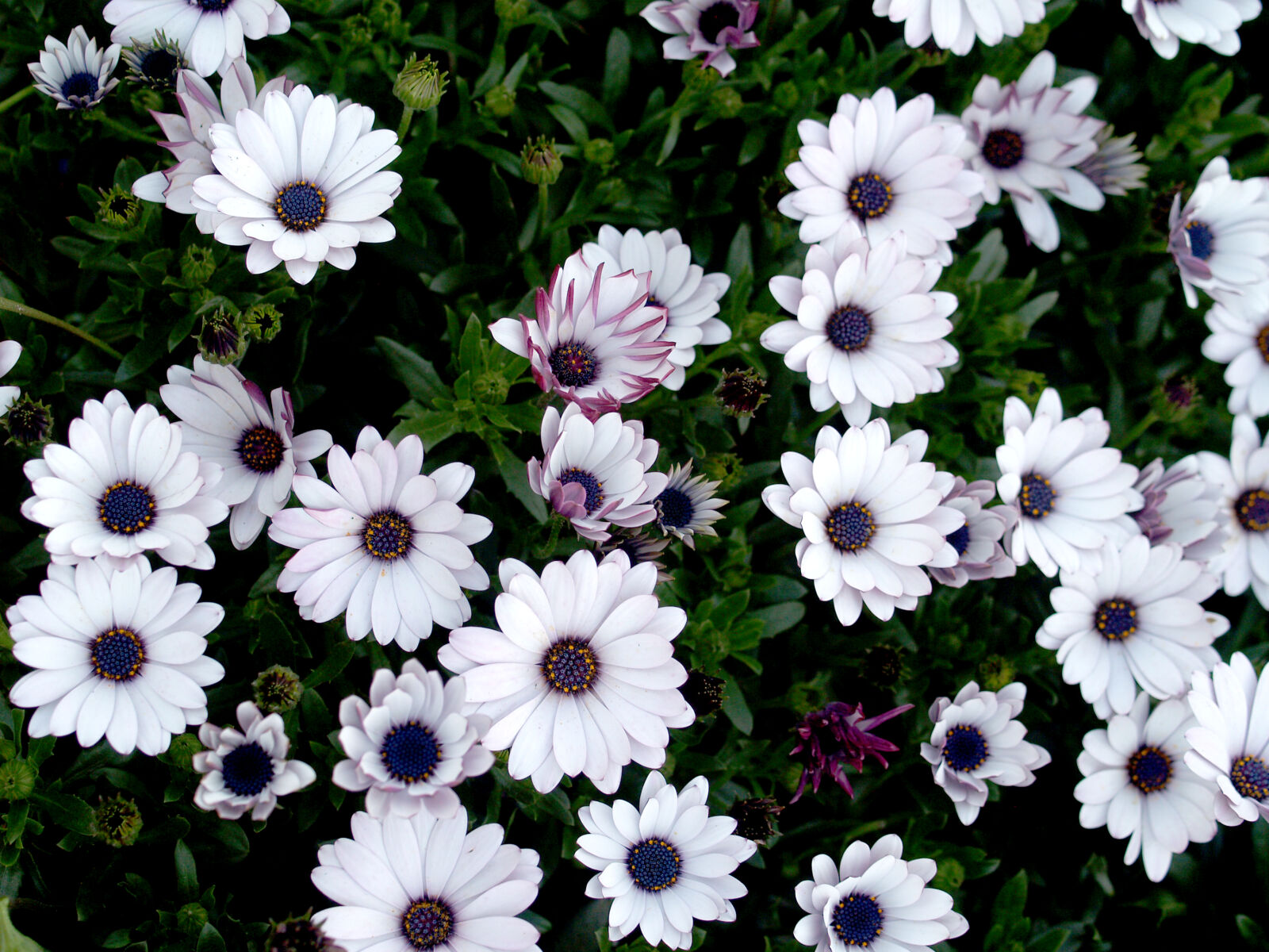 Olympus E-300 (EVOLT E-300) sample photo. Bloom, blossom, doi, inthanon photography