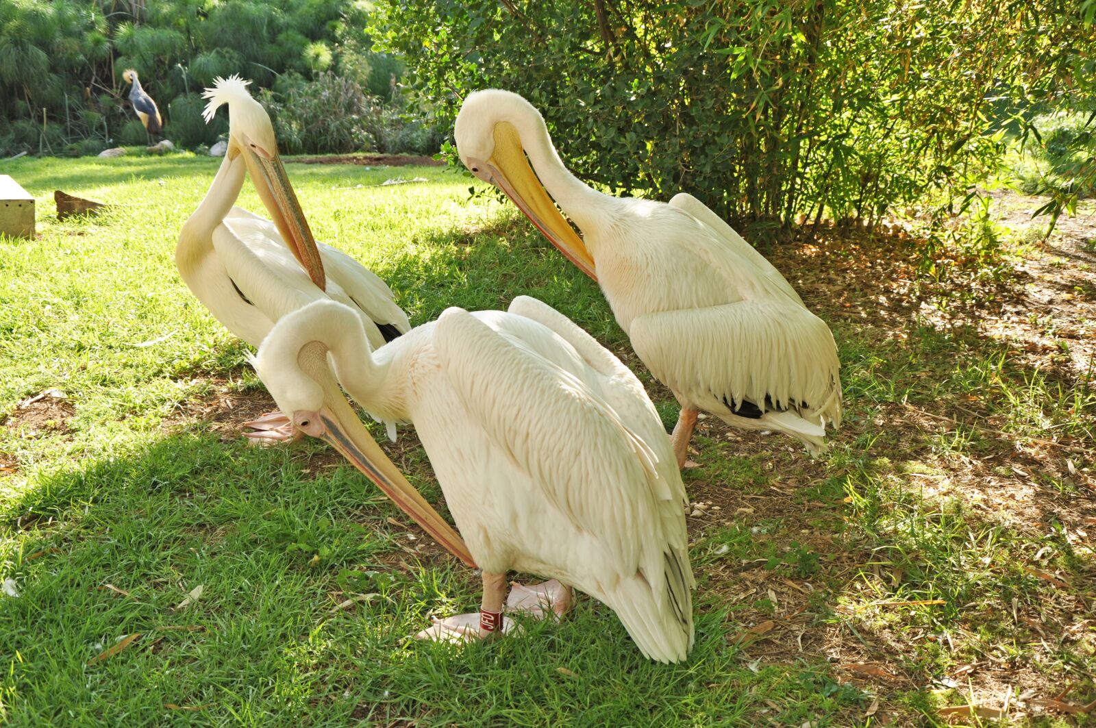 Nikon D90 sample photo. Pelican, bird, nature photography