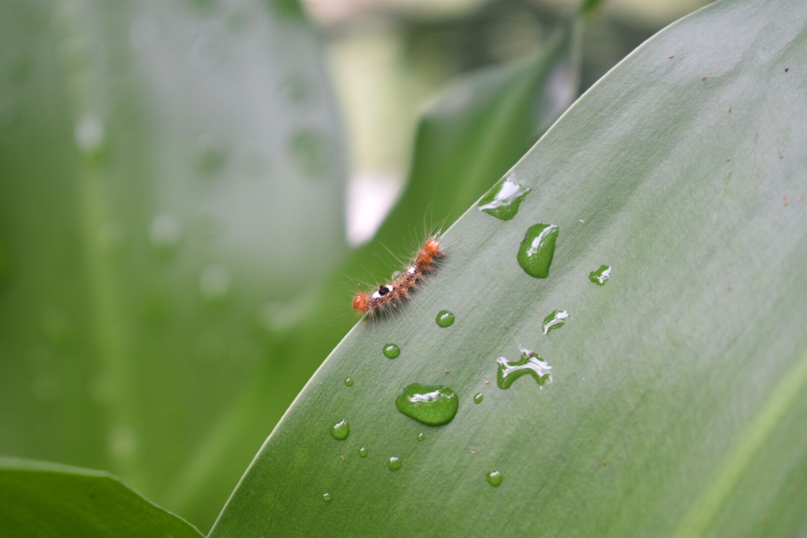 Nikon D3400 sample photo. Water drops, water, drop photography
