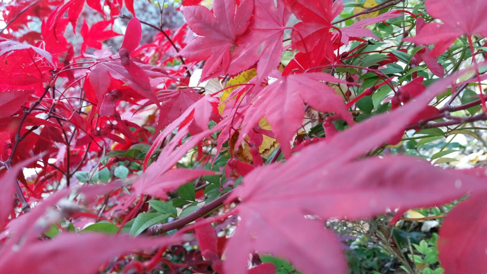 Samsung Galaxy S5 sample photo. Autumn, leaves, blurred, color photography