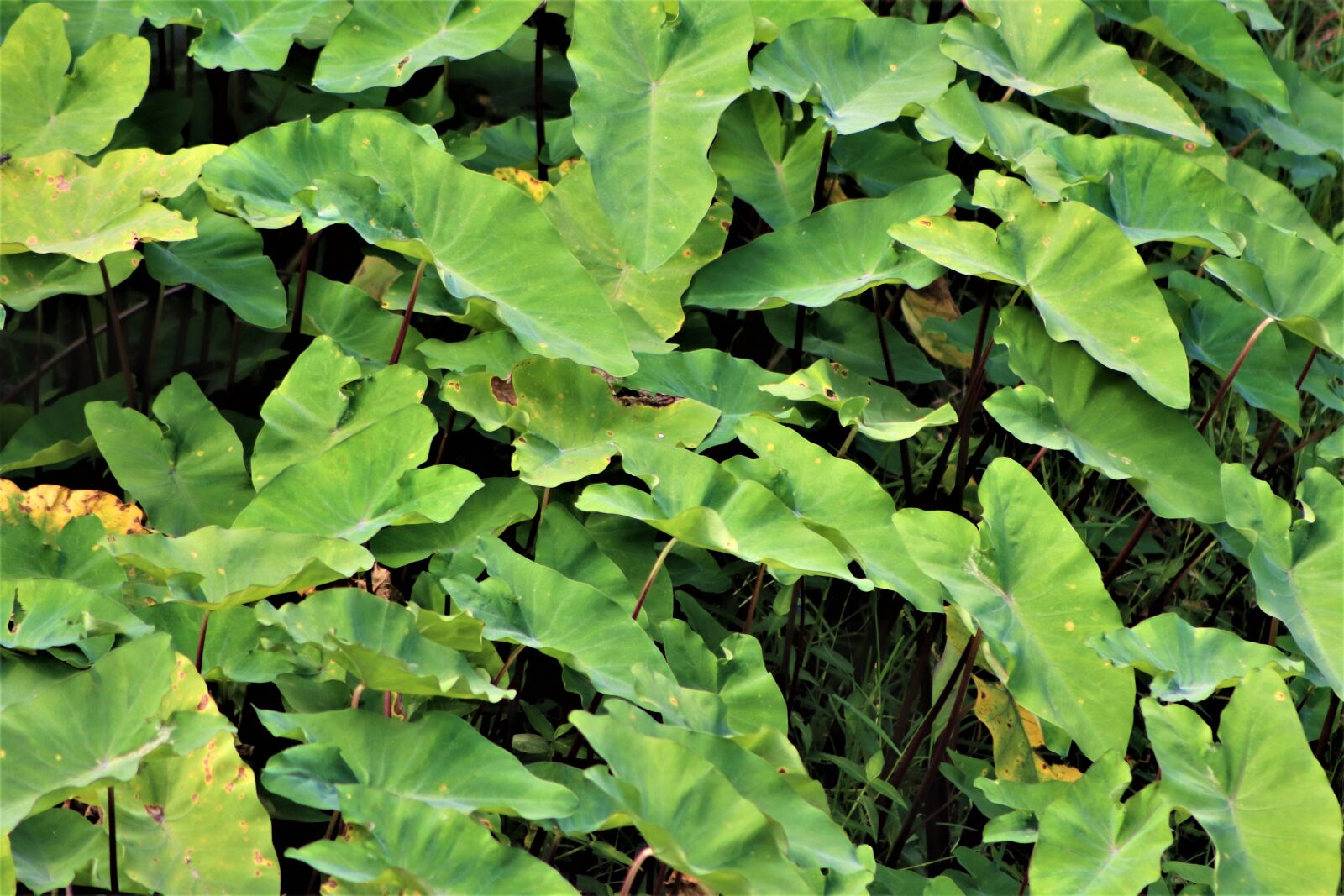 Canon EOS 800D (EOS Rebel T7i / EOS Kiss X9i) sample photo. Taro leaves, taro, leaf photography