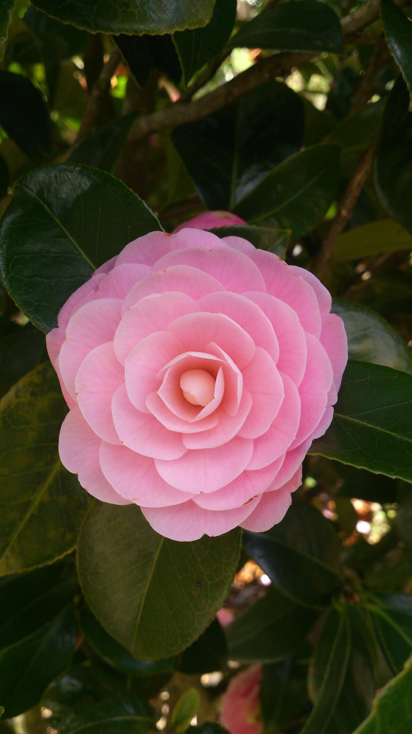 Sony Xperia T sample photo. Camellia, sinensis, camelia photography