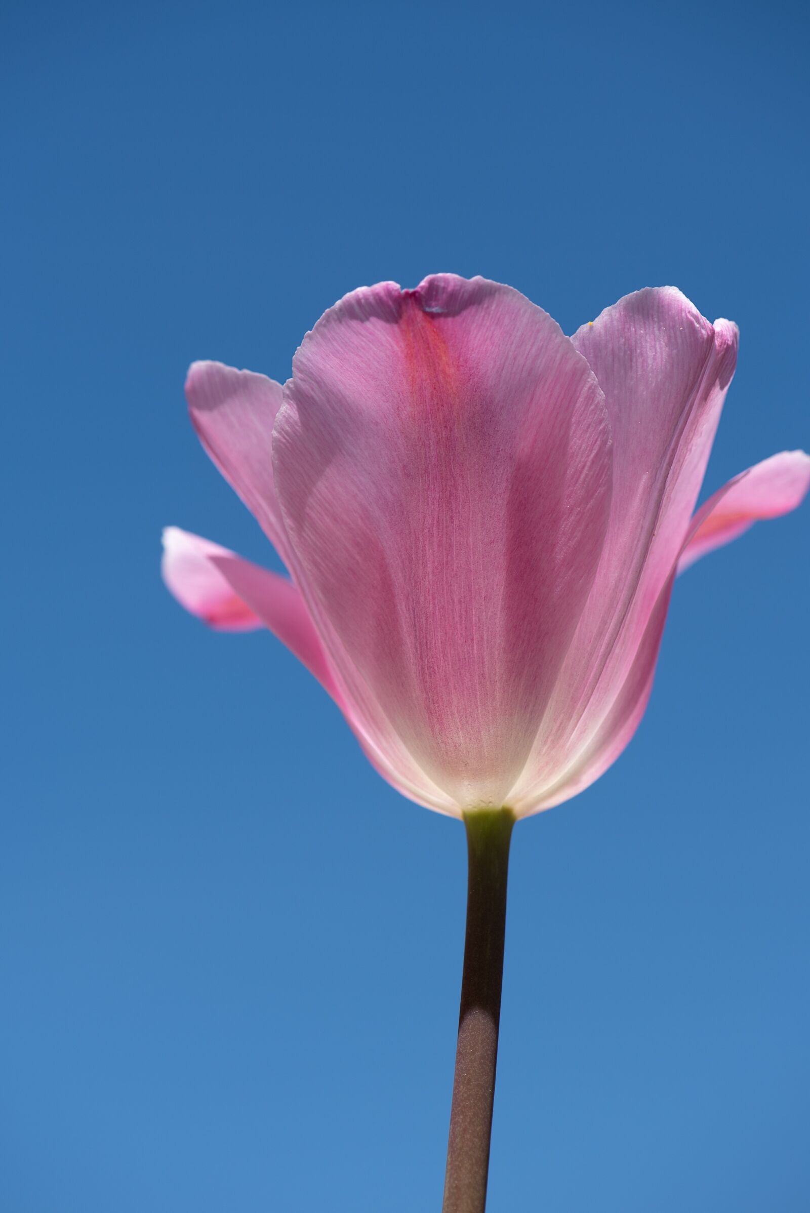 Nikon D750 sample photo. Tulip, pink, tulip pink photography