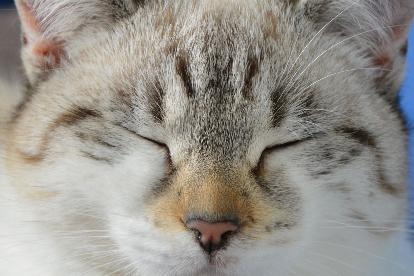 Nikon D5200 sample photo. Cat, nose cat, eyes photography