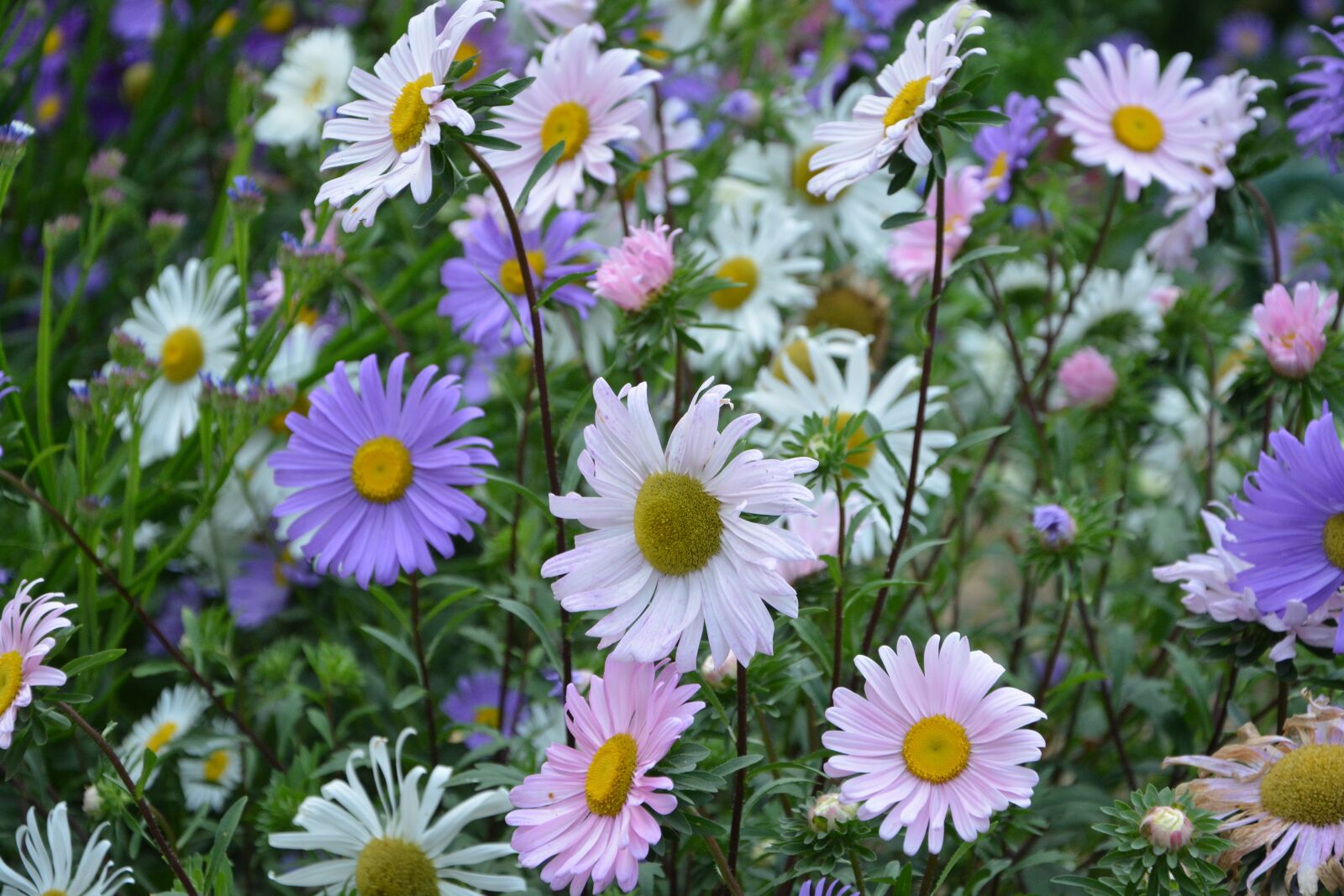 Nikon D5200 sample photo. Flowers, massif, parterre photography