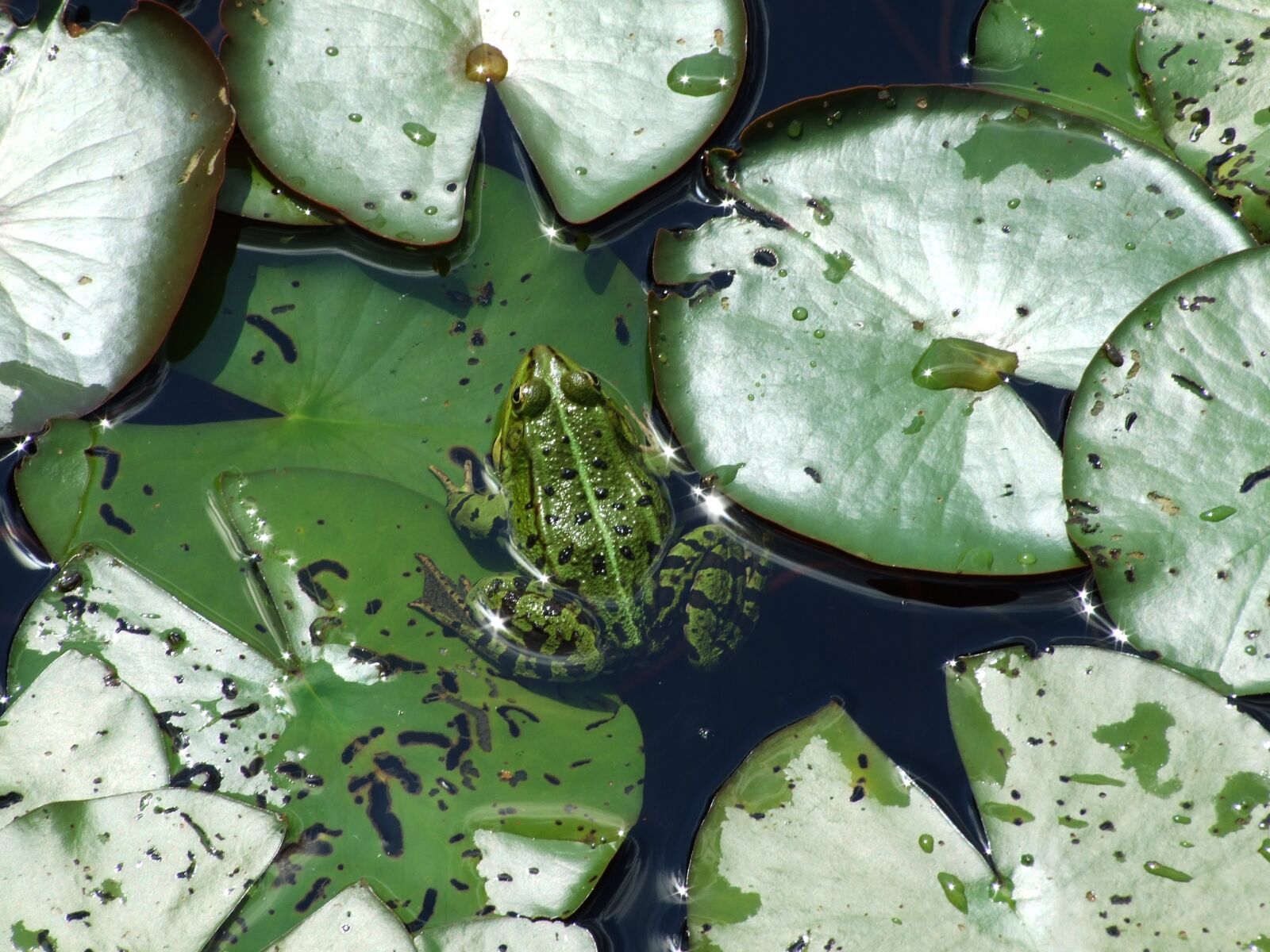 Fujifilm FinePix S6500fd sample photo. Frog, leaf, plant photography