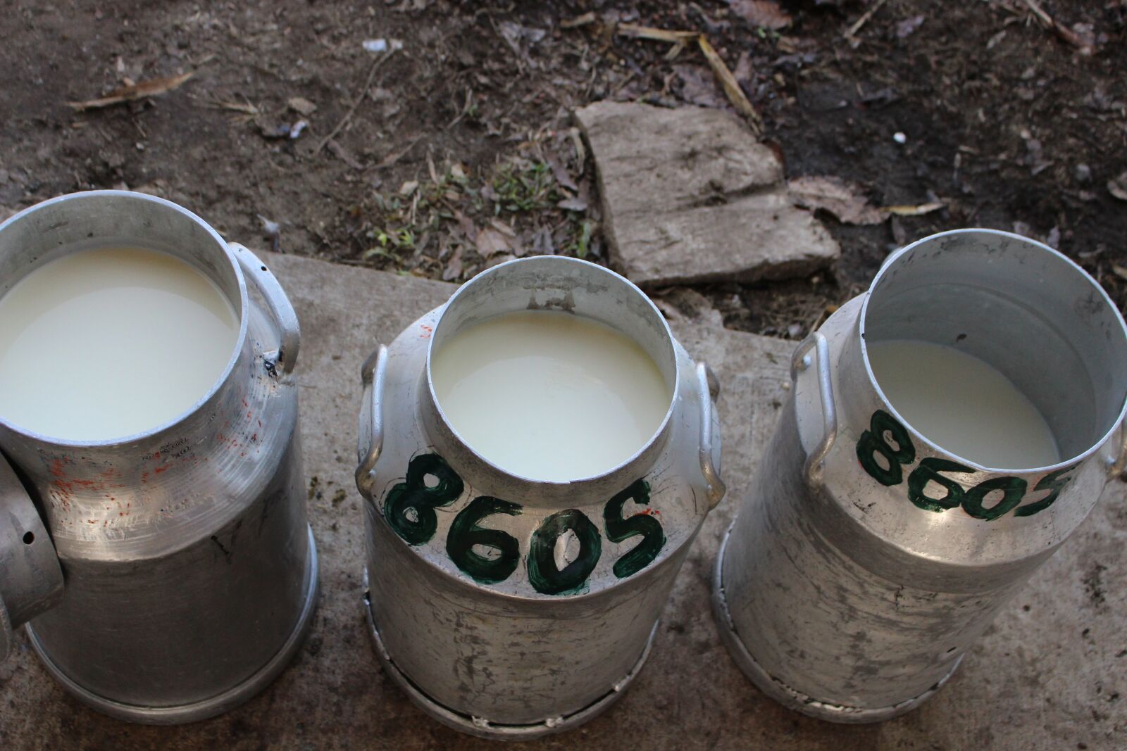 Canon EOS 700D (EOS Rebel T5i / EOS Kiss X7i) sample photo. Dairy, red, cow photography