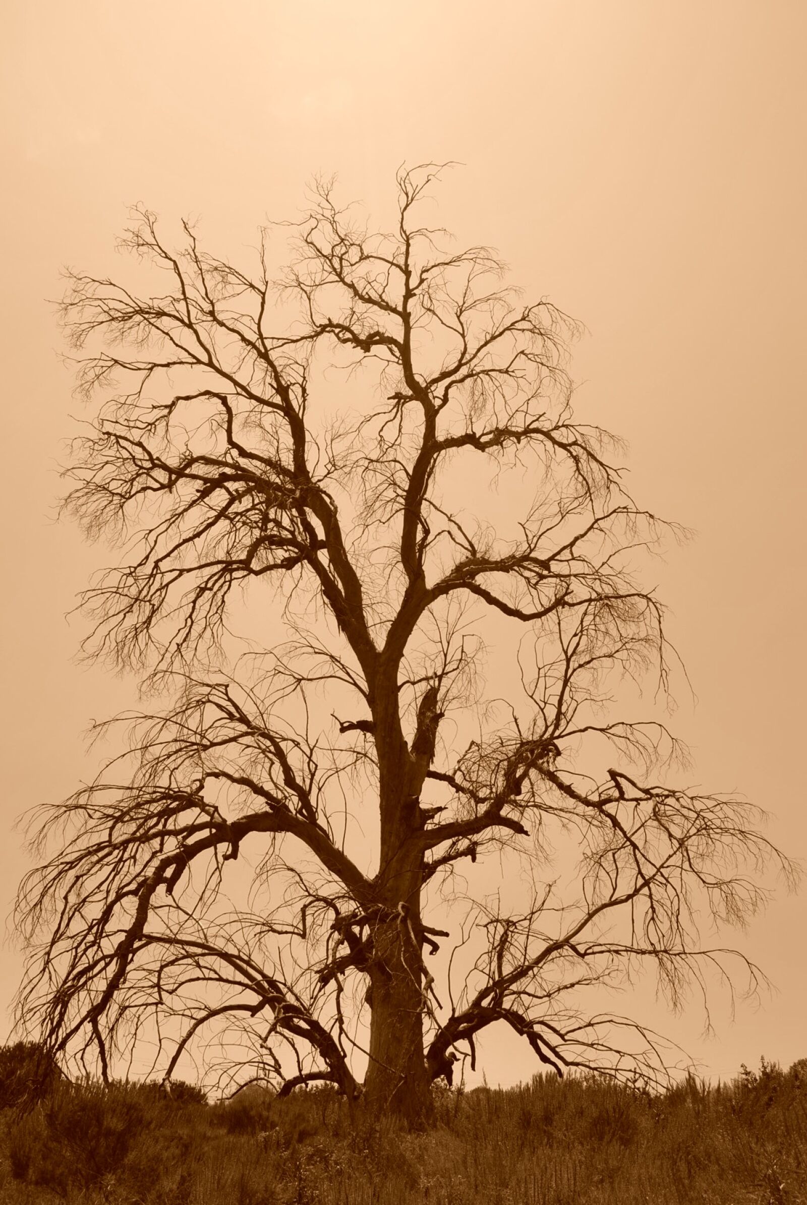 Nikon D3000 sample photo. Tree, dead, sepia photography