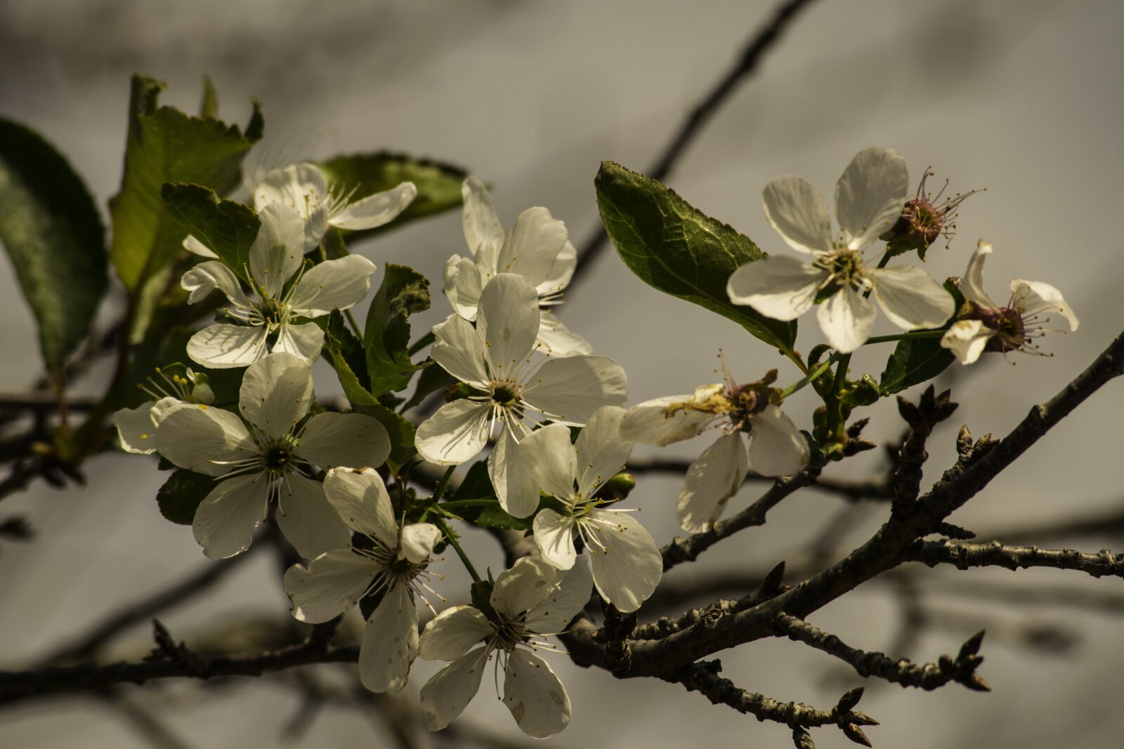 Nikon D3300 sample photo. Flower, visin, spring photography