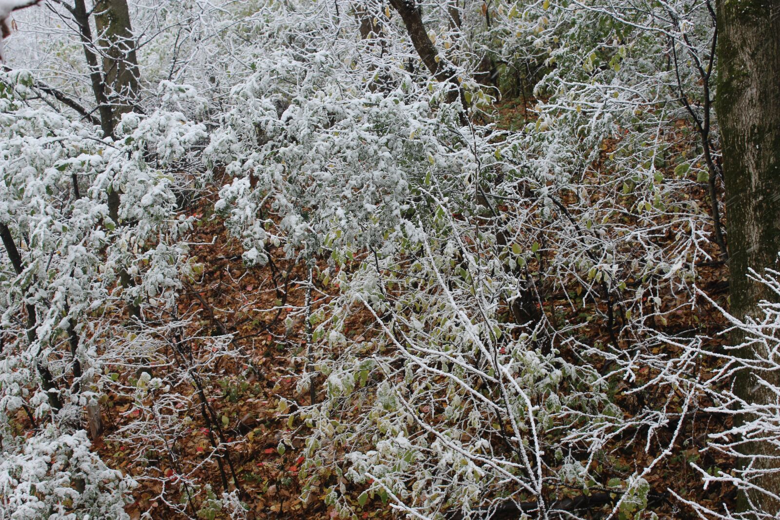 Canon EOS 1200D (EOS Rebel T5 / EOS Kiss X70 / EOS Hi) sample photo. Snow, nature, outside photography