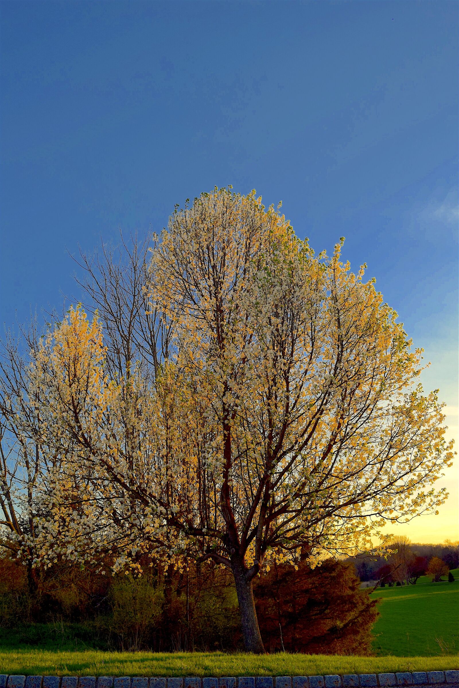 Nikon D3300 sample photo. Tree, bloom, spring photography