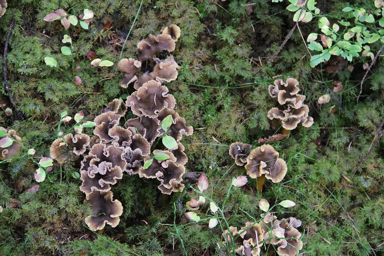 Canon EOS 600D (Rebel EOS T3i / EOS Kiss X5) sample photo. Mushroom, chanterelle, craterellustubaeformis photography