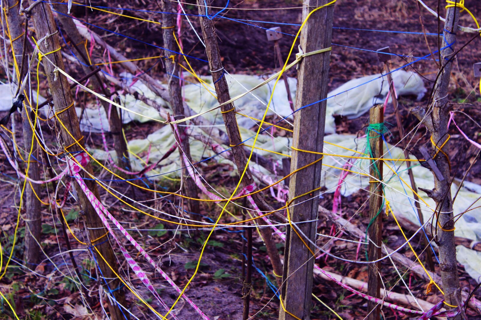 Canon EOS 600D (Rebel EOS T3i / EOS Kiss X5) sample photo. Pattern, colours, garden photography