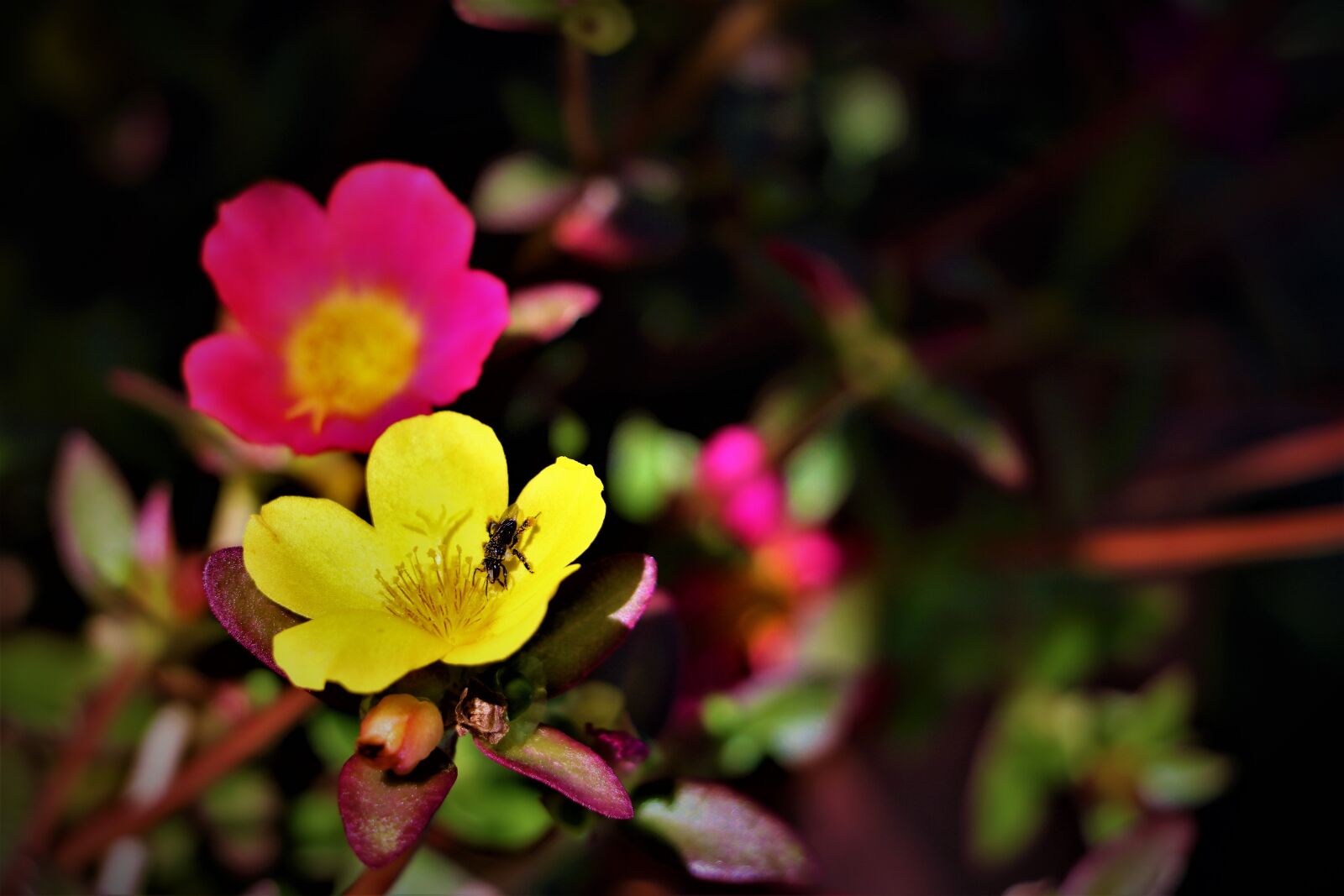Canon EOS 760D (EOS Rebel T6s / EOS 8000D) sample photo. Flowers, garden, color photography