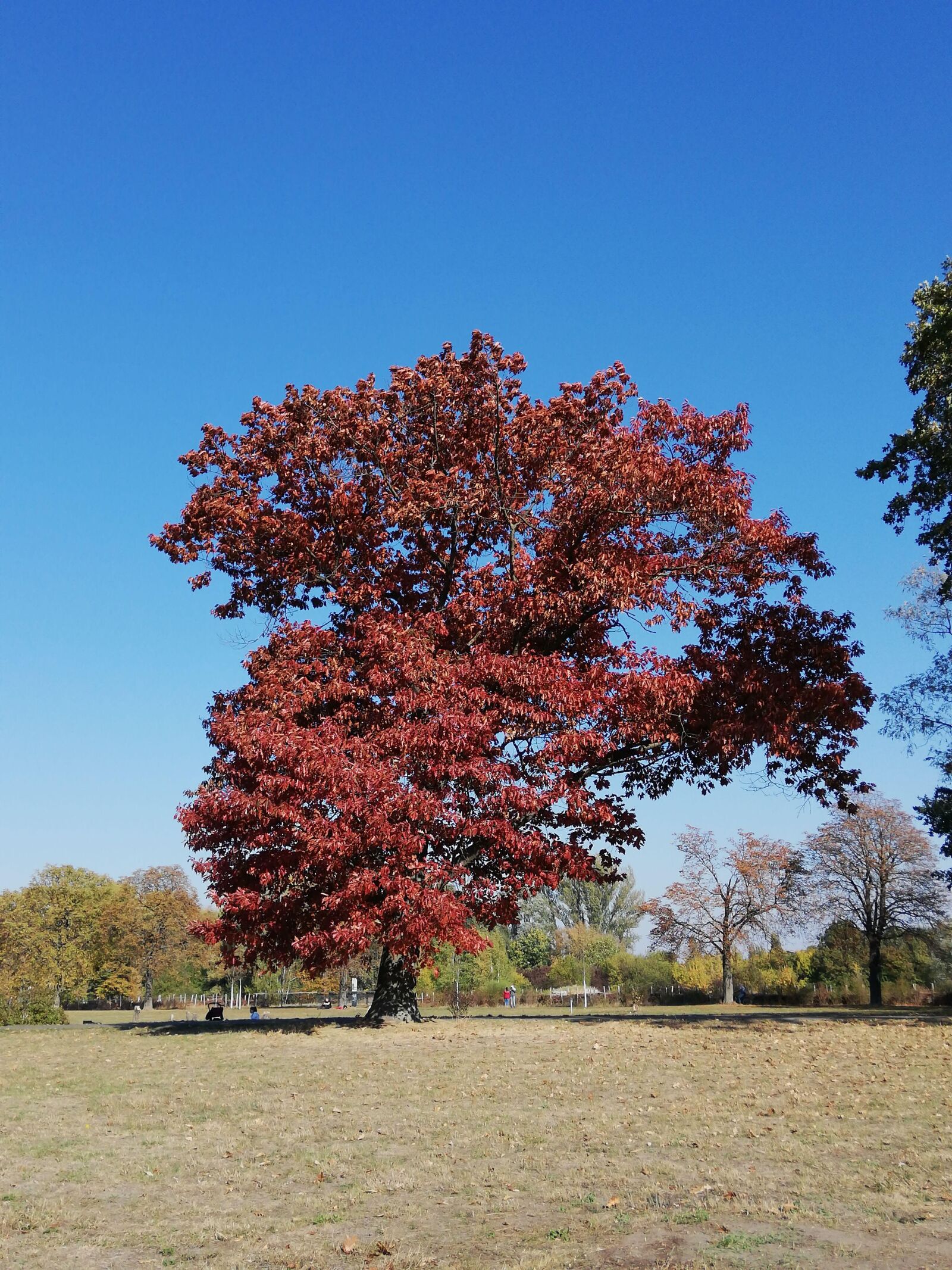 HUAWEI RNE-L21 sample photo. Baum, herbst, natur photography