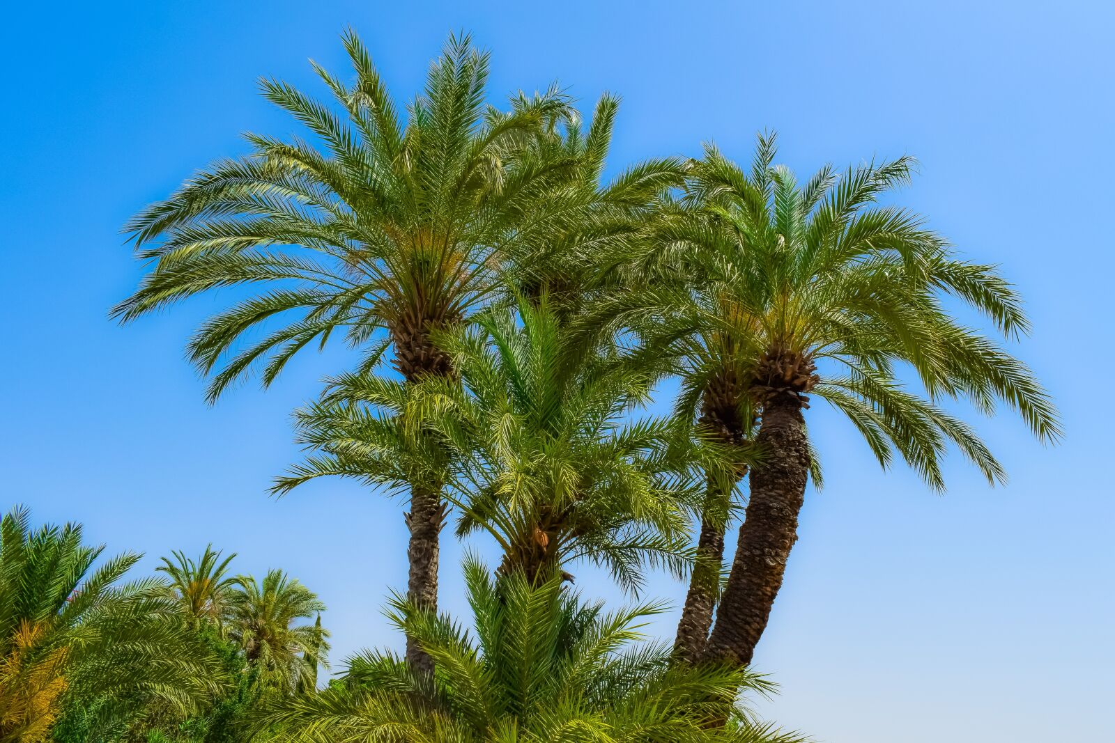 Nikon D3300 sample photo. Palm, trees, tropical photography