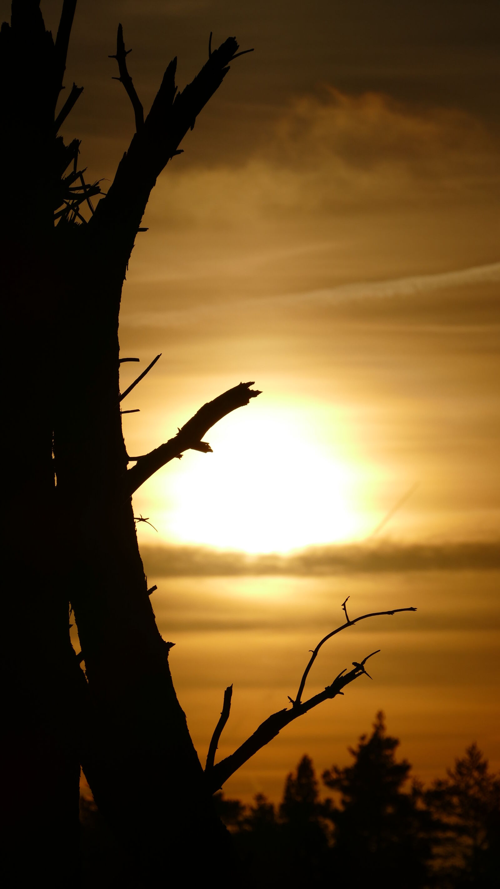 Panasonic Lumix DMC-FZ1000 sample photo. Autumn, siluette, sunset, tree photography