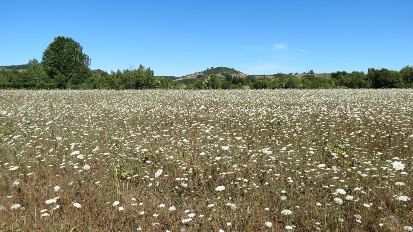Canon PowerShot SX40 HS sample photo. Landscape, flowers, wild flowers photography