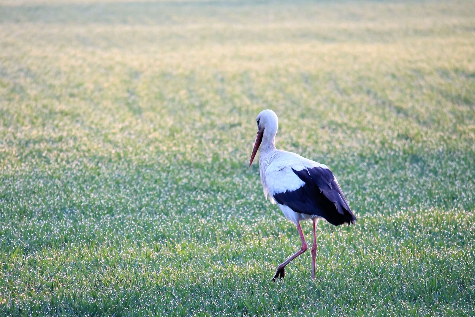 Canon EOS 1100D (EOS Rebel T3 / EOS Kiss X50) sample photo. Stork, animal world, bird photography