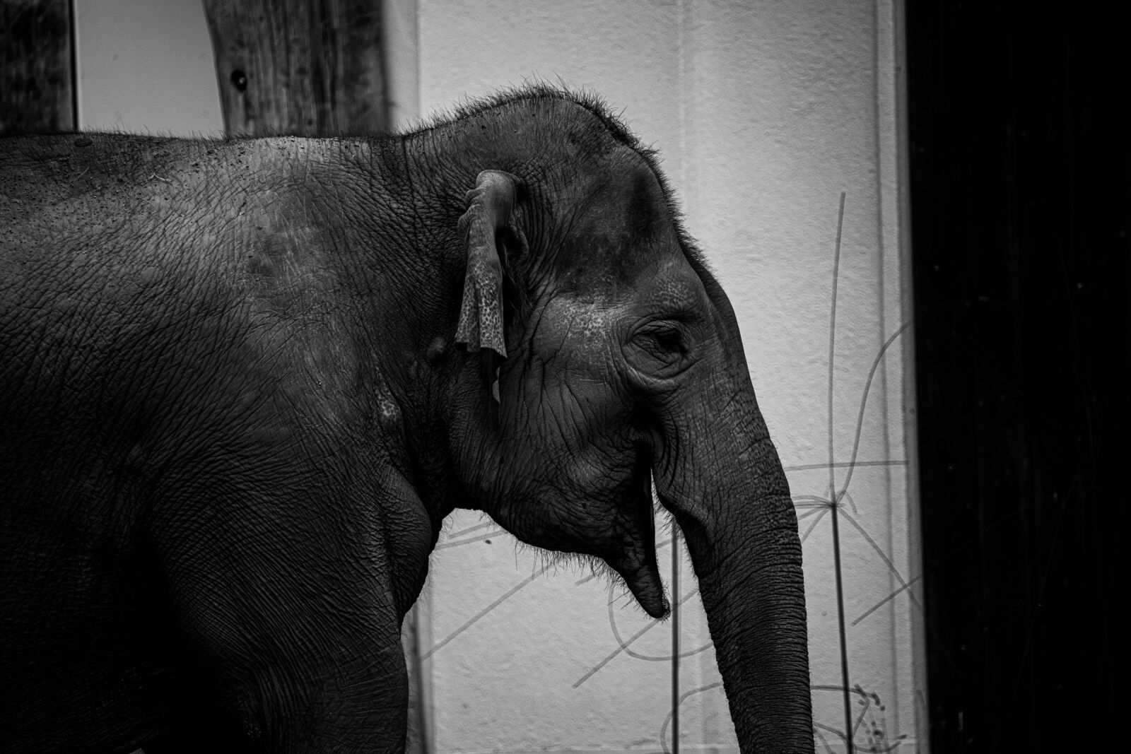 Tamron SP 150-600mm F5-6.3 Di VC USD sample photo. Elephant, animal, africa photography