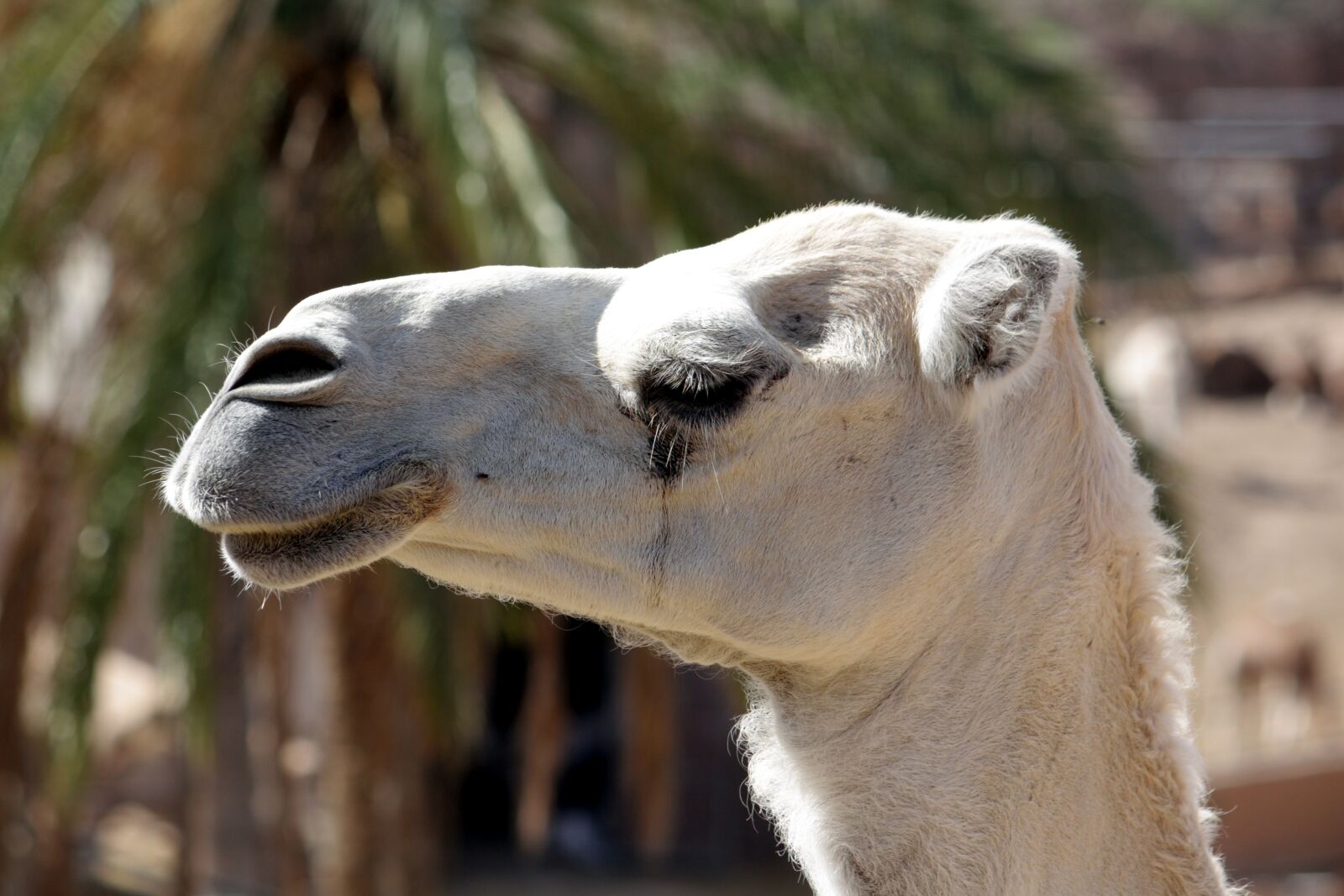 Canon EOS 450D (EOS Rebel XSi / EOS Kiss X2) sample photo. Animal, africa, foot photography