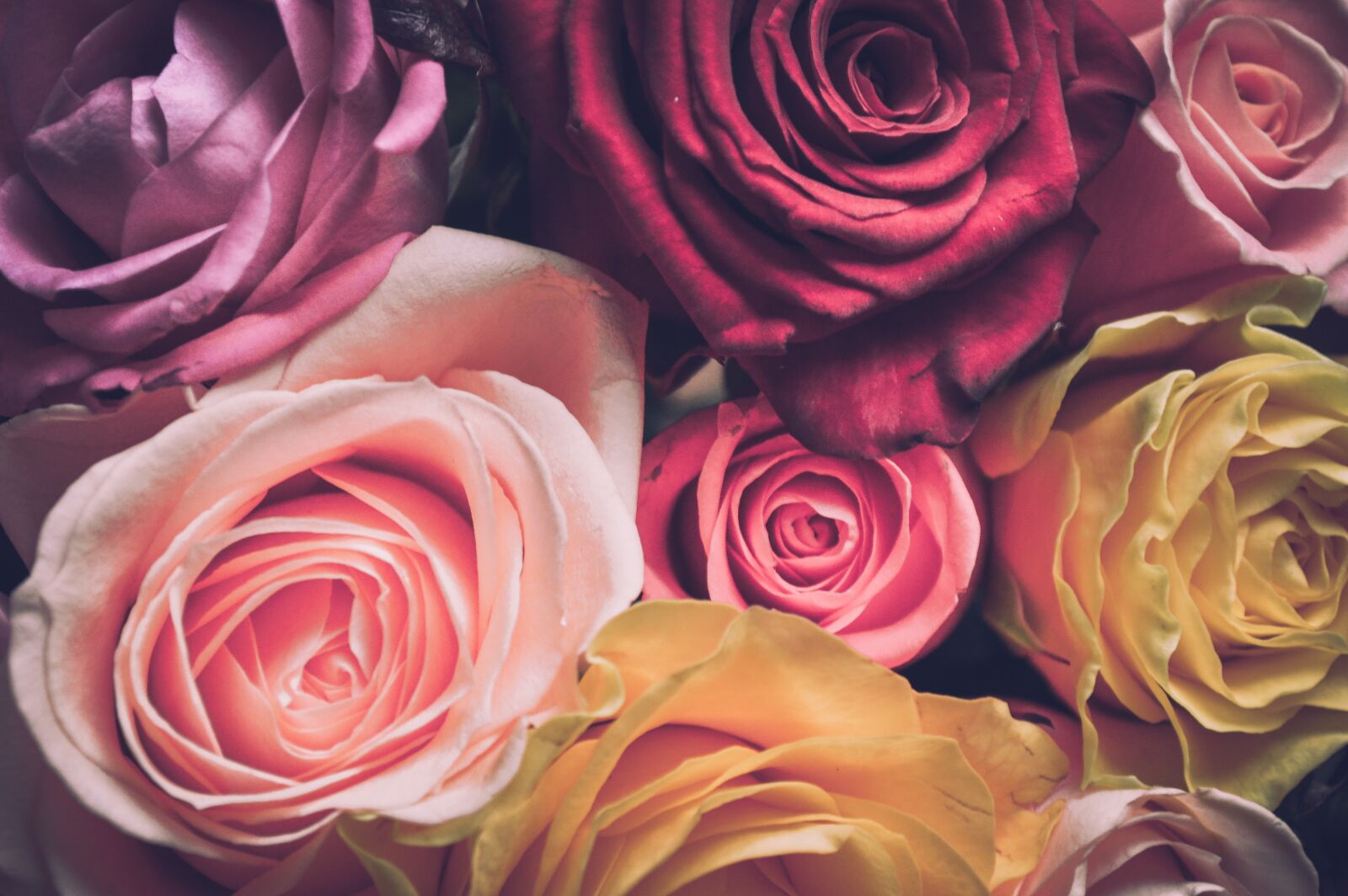 Nikon D3200 sample photo. Purple flowers, purple roses photography