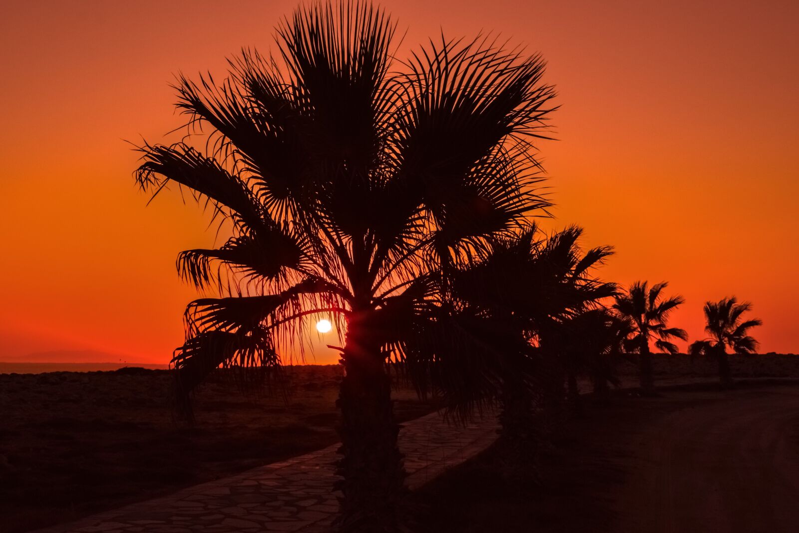 Nikon D3300 sample photo. Palm trees, path, sun photography
