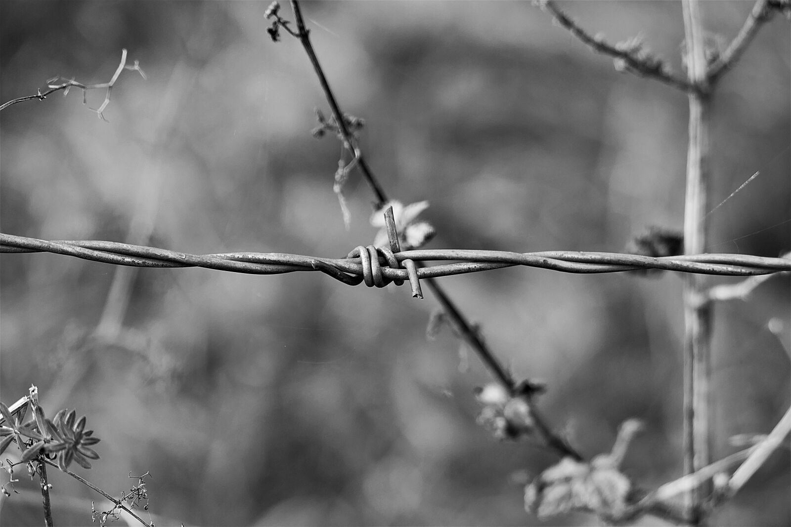 Panasonic Lumix DMC-FZ1000 sample photo. Barbed wire, macro, s photography