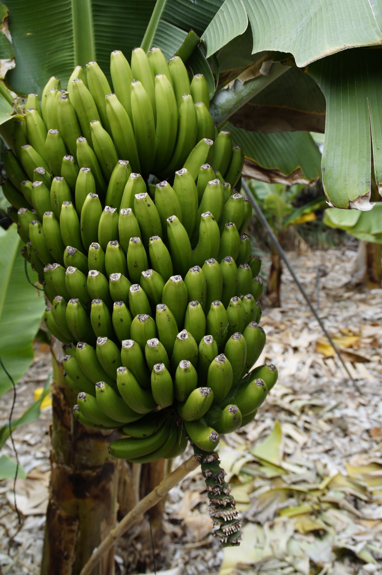 Sony SLT-A58 sample photo. Banana plantation, banana cultivation photography