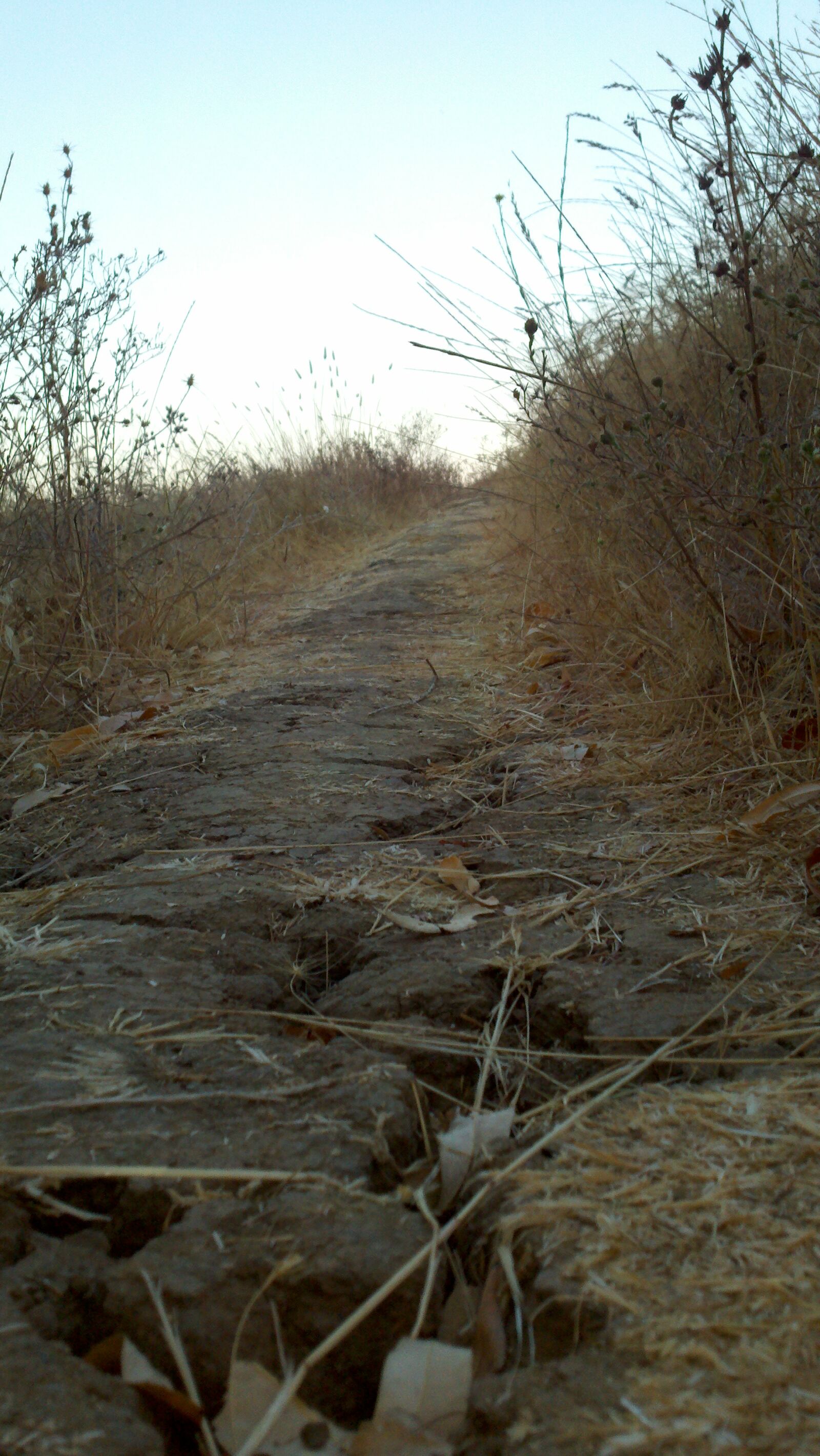 Motorola Droid X sample photo. Field, path, trail, weeds photography