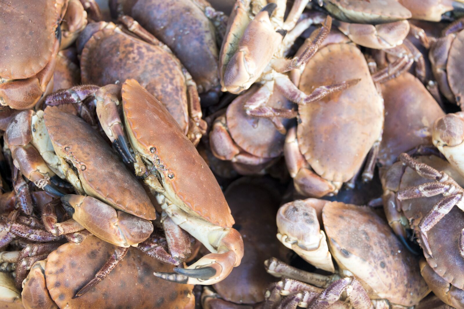 Nikon D800 sample photo. Crab, lobster, seafood photography