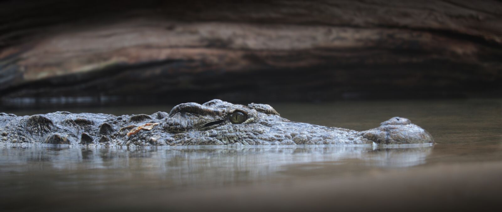Canon EF-S 55-250mm F4-5.6 IS STM sample photo. Crocodile, alligator, reptile photography