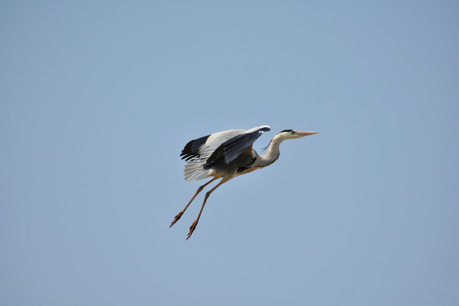 Nikon D7200 sample photo. Animal, sky, bird photography