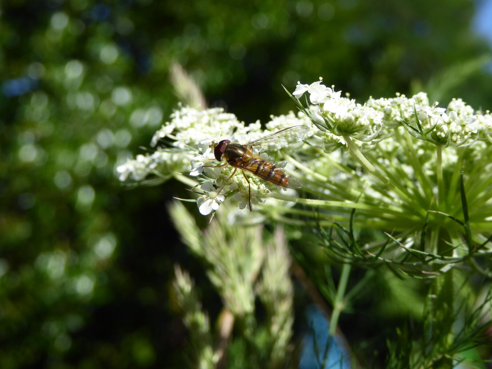 Panasonic DMC-TZ61 sample photo. Insect, fly, bee photography