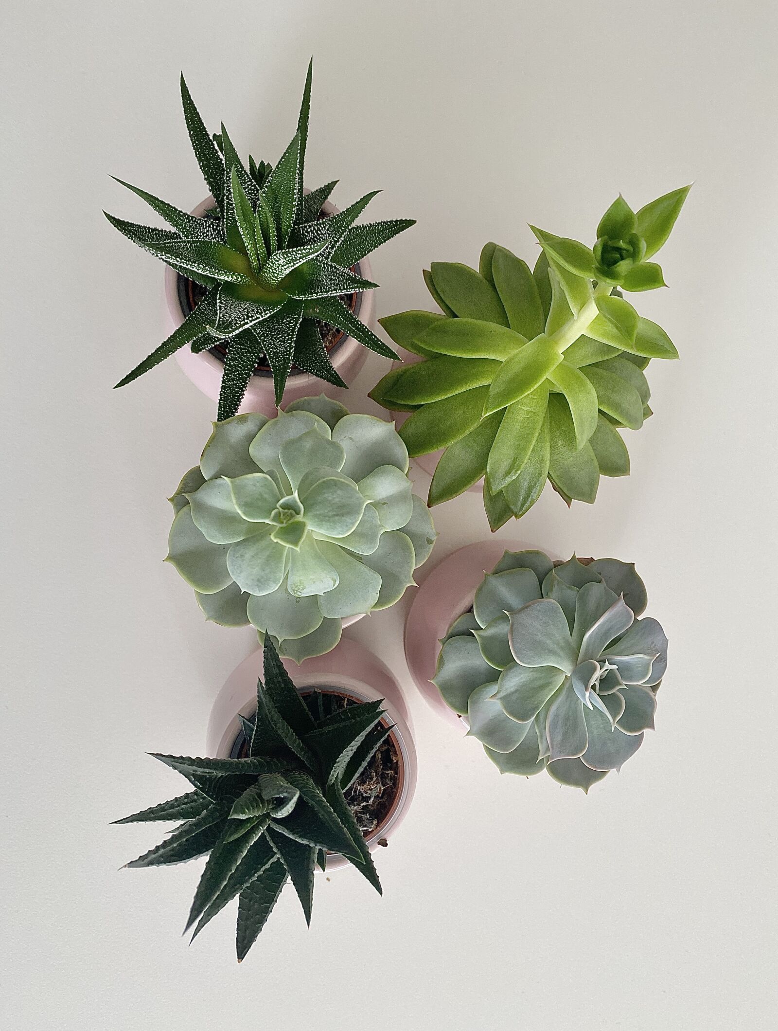 Apple iPhone 11 sample photo. Cactus, plant, succulent photography