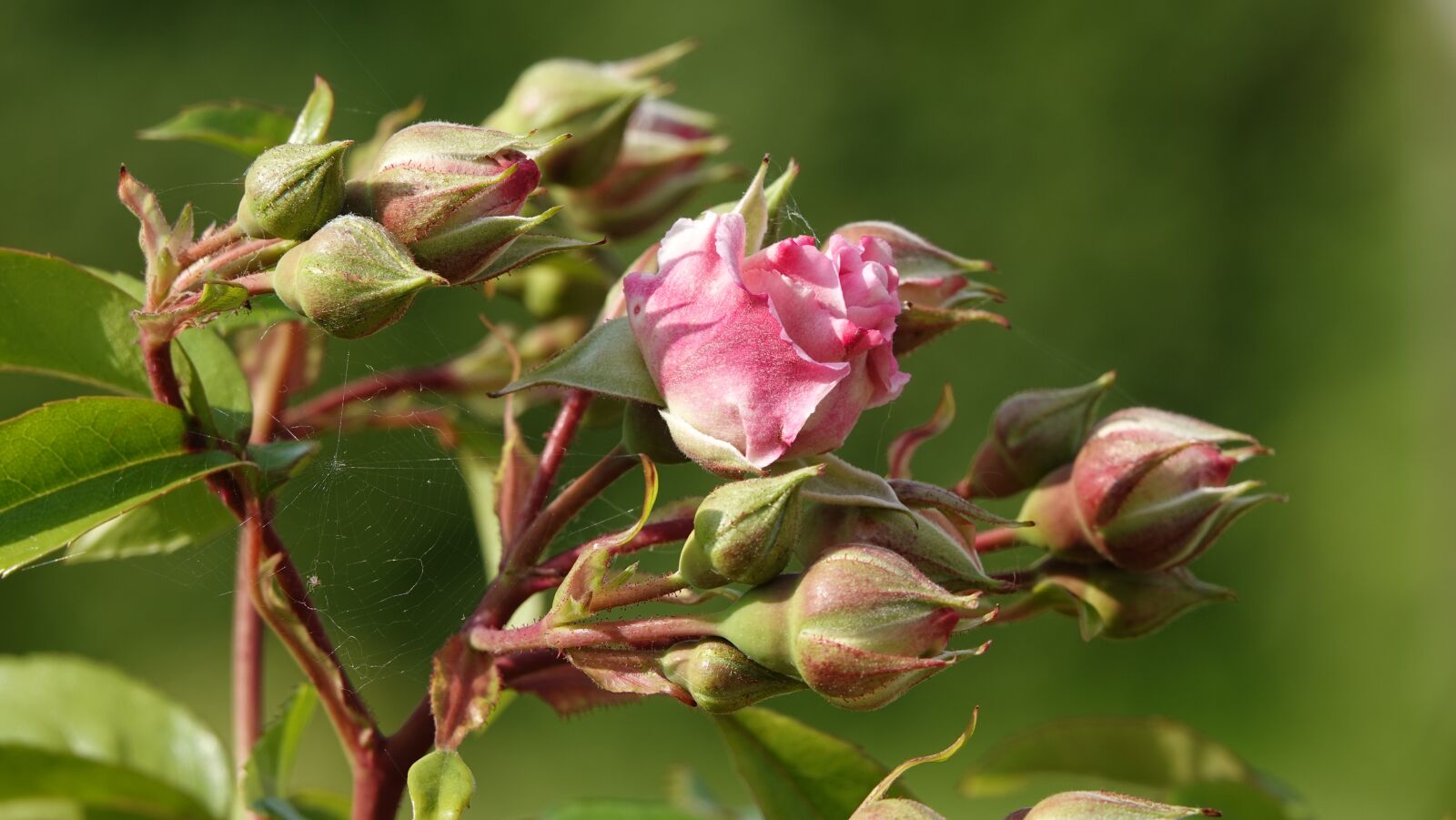 Sony Cyber-shot DSC-RX10 IV sample photo. Pink, garden, nature photography