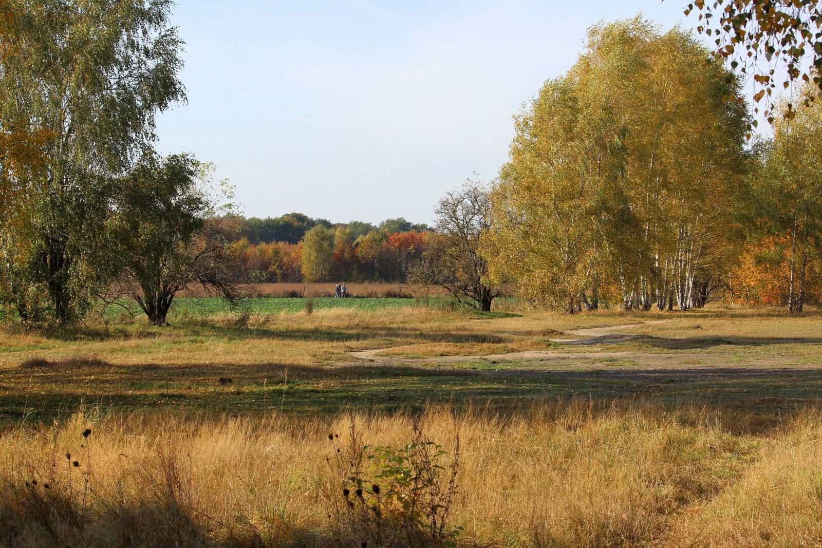 Canon EF-S 55-250mm F4-5.6 IS II sample photo. Landscape, late summer, trees photography