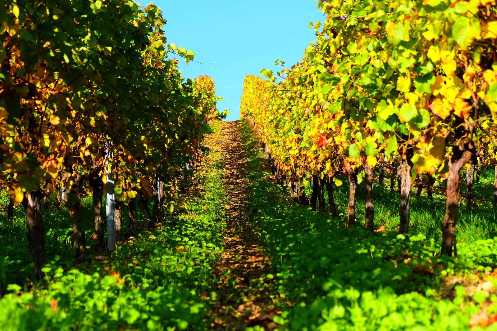 Fujifilm X-T20 sample photo. Vineyard, vines, wine photography