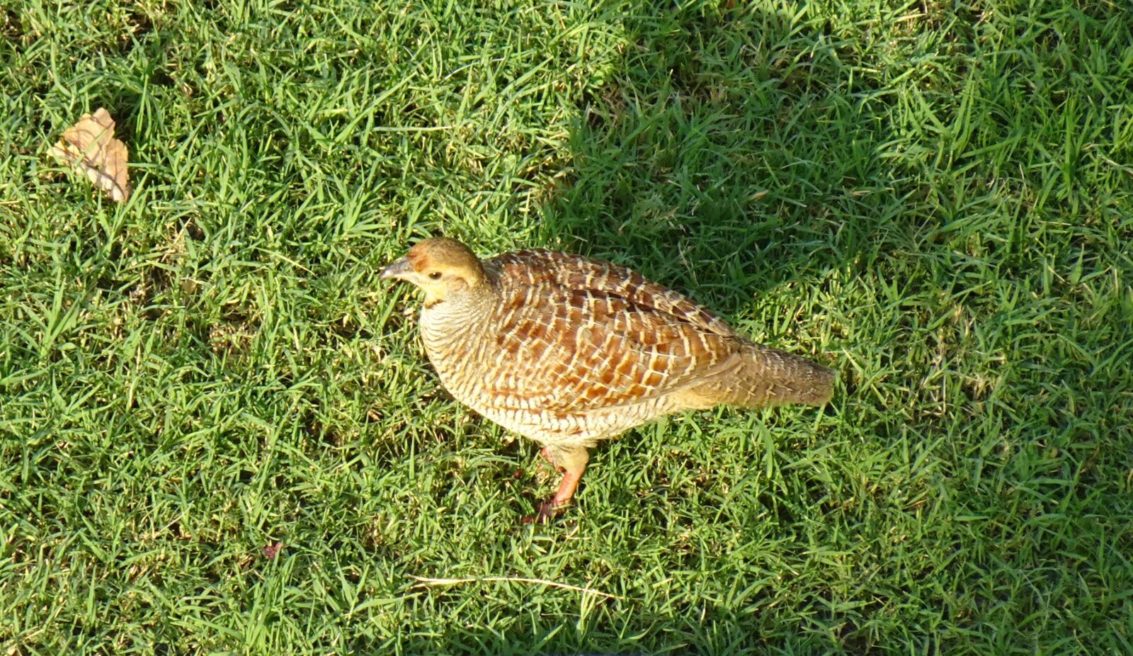 Sony DSC-WX800 sample photo. Bird, grey francolin, francolinus photography