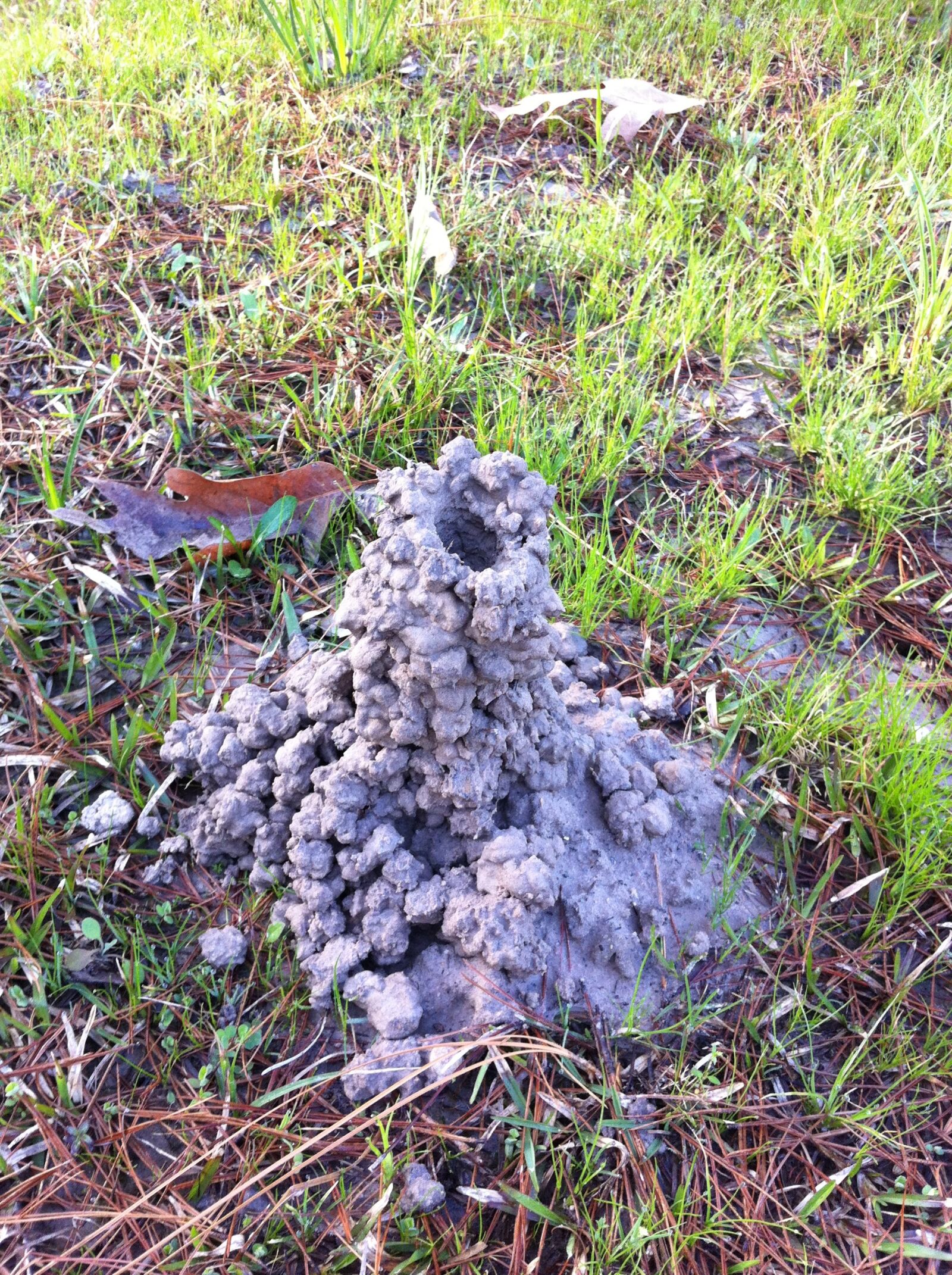 Apple iPhone 4 sample photo. Crawfish, mound photography