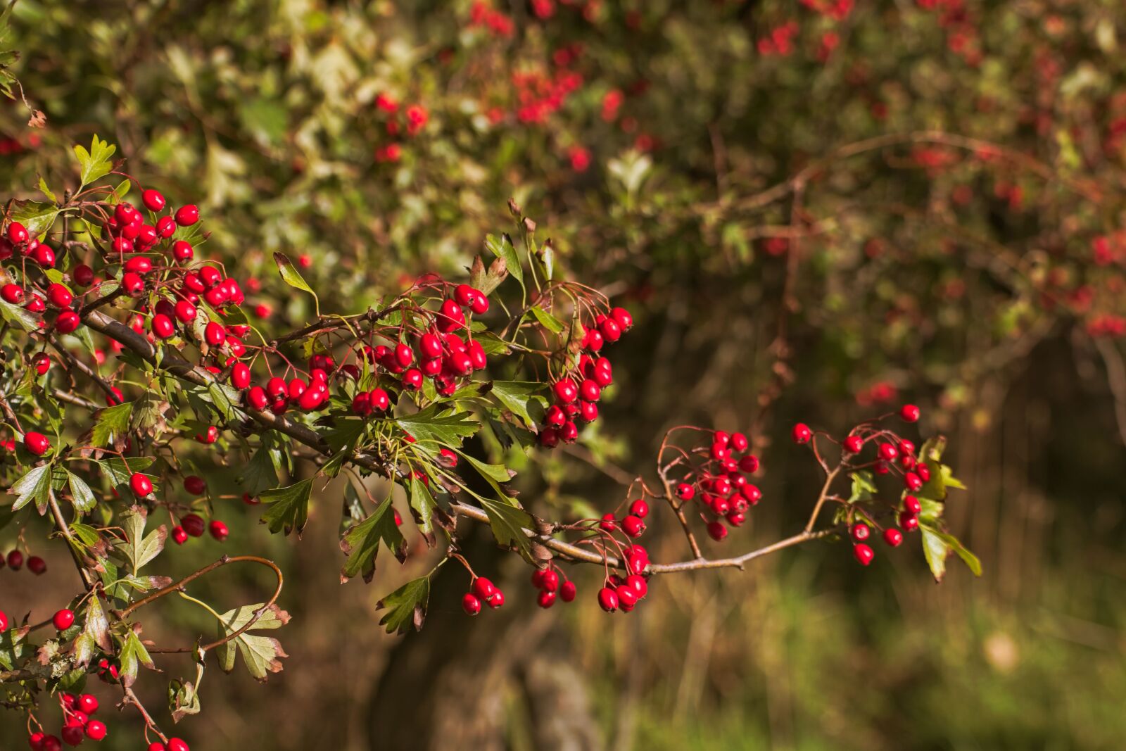Canon EOS 70D sample photo. Berry, berries, redcurrant photography