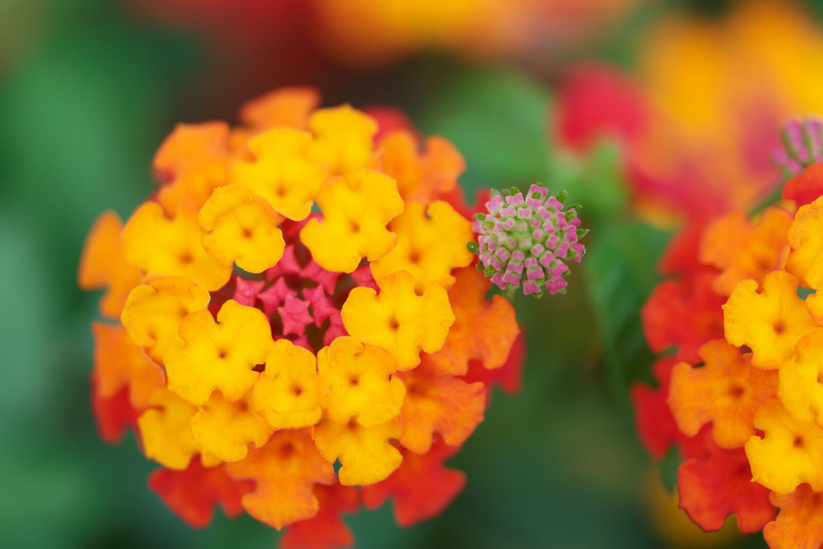 NX 60mm F2.8 Macro sample photo. Flower, colorful, blossom photography