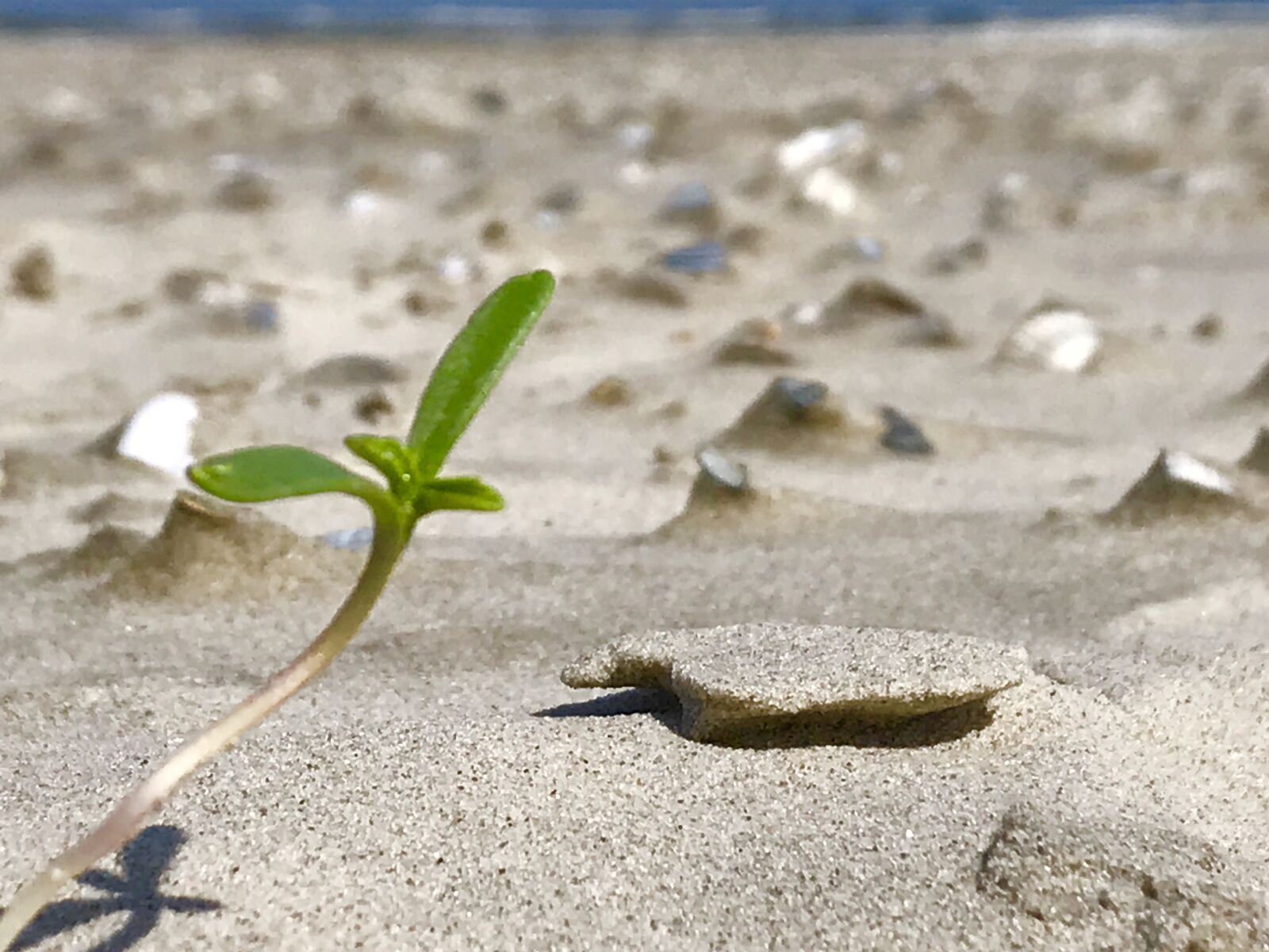 iPhone 7 Plus back dual camera 3.99mm f/1.8 sample photo. Beach, juist, vacations photography