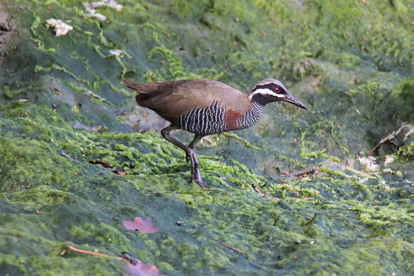 Olympus OM-D E-M1 sample photo. Bird, wildlife, nature photography