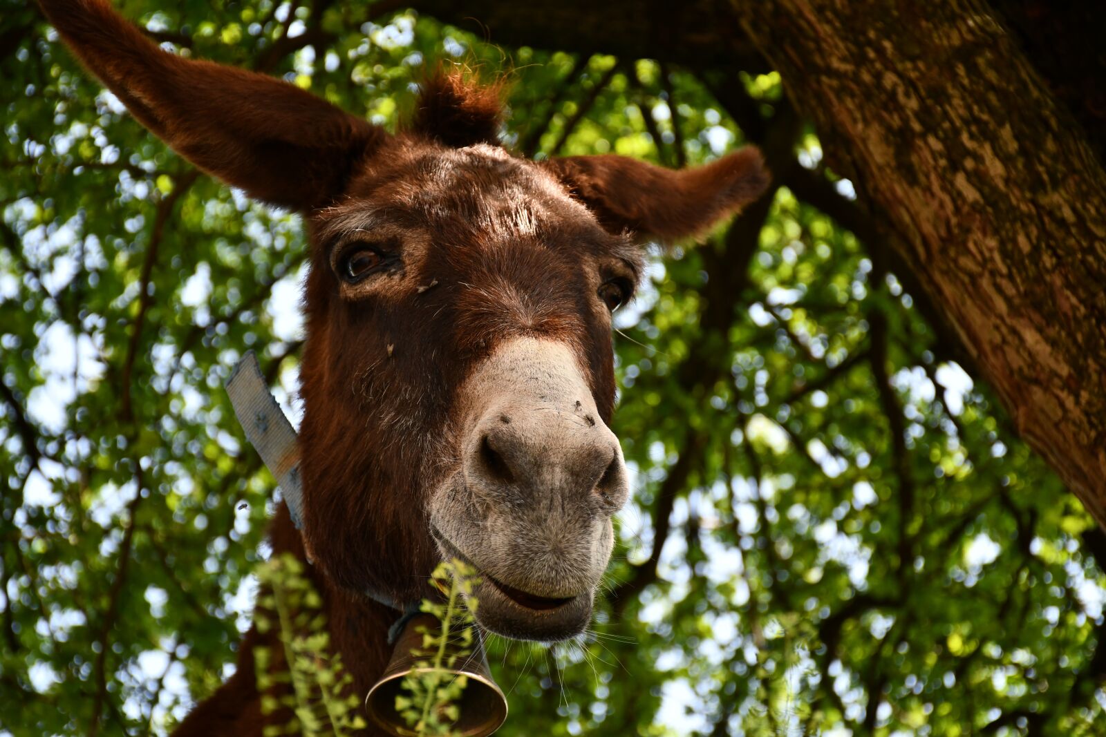 Nikon D7500 sample photo. Nature, outdoors, animalia photography