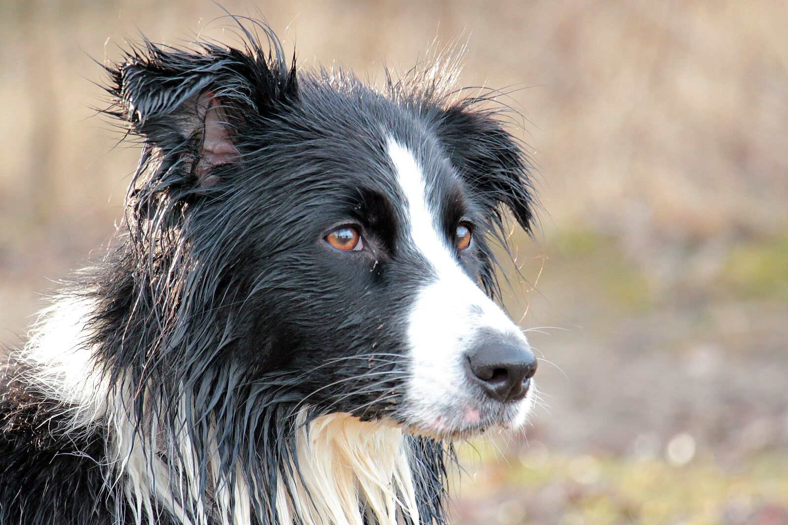 Canon EOS 550D (EOS Rebel T2i / EOS Kiss X4) sample photo. Dog, animal, nature photography