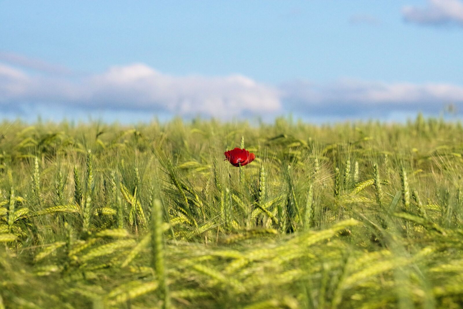 Pentax K-70 sample photo. Poppy, cornfield, nature photography