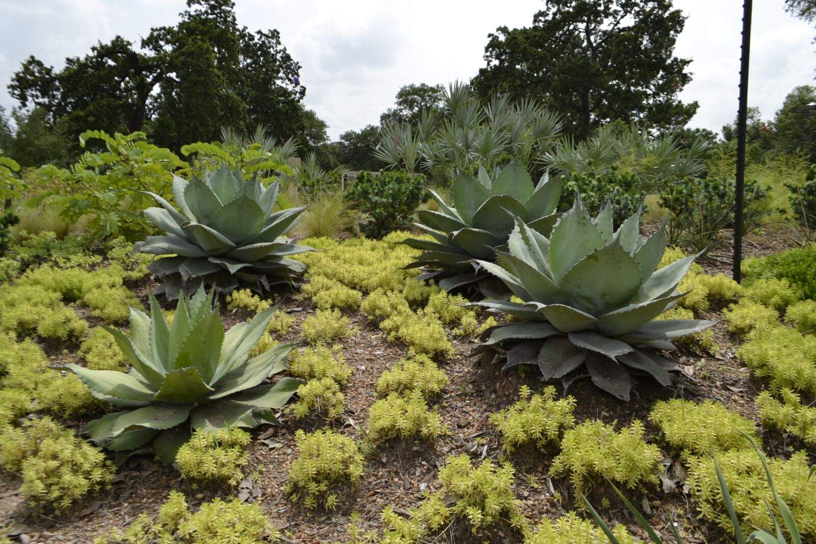 Nikon D3100 sample photo. Cactus plants, botanical, garden photography
